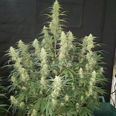 Love growing weed