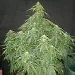 Love growing weed