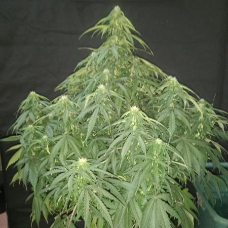 Love growing weed