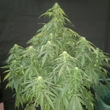 Love growing weed