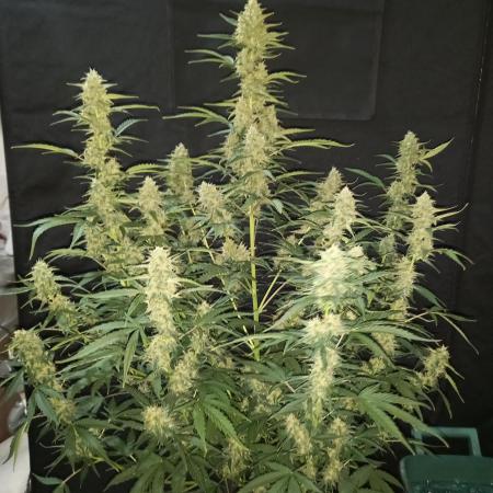 Love growing weed
