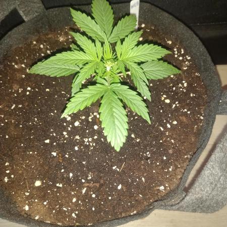Love growing weed