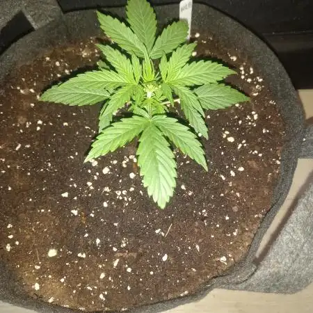 Love growing weed