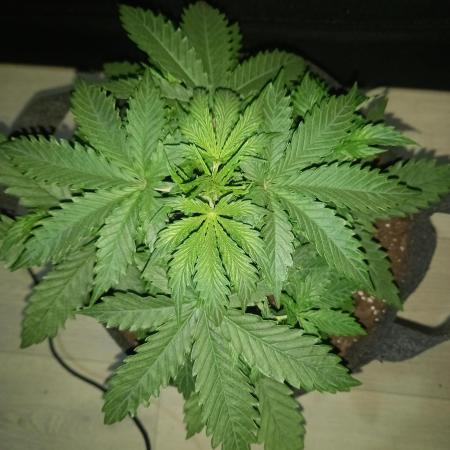 Love growing weed