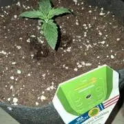 Love growing weed