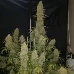 Love growing weed