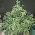 Love growing weed