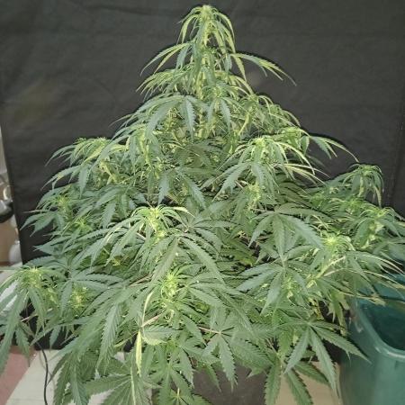 Love growing weed