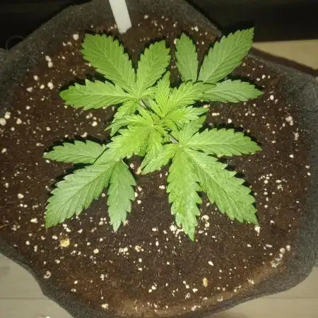 Love growing weed