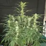 Love growing weed