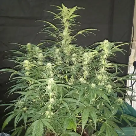 Love growing weed