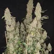 Love growing weed