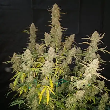 Love growing weed