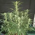 Love growing weed