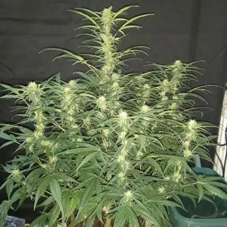 Love growing weed