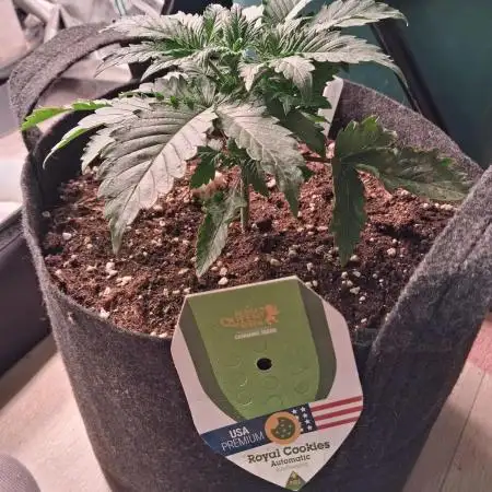 Love growing weed