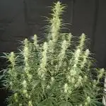 Love growing weed