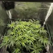 Purple Lemonade FF by FastBuds
