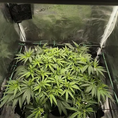 Purple Lemonade FF by FastBuds