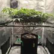Purple Lemonade FF by FastBuds