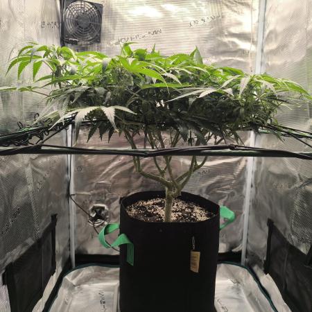 Purple Lemonade FF by FastBuds
