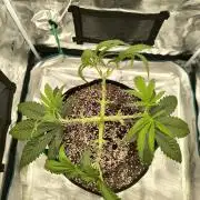 Purple Lemonade FF by FastBuds