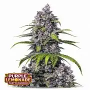 Purple Lemonade FF by FastBuds