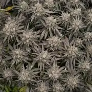 Purple Lemonade FF by FastBuds