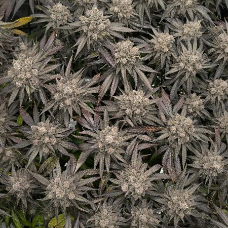 Purple Lemonade FF by FastBuds