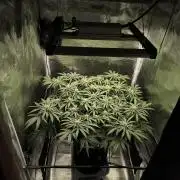 Purple Lemonade FF by FastBuds