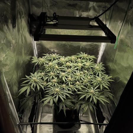 Purple Lemonade FF by FastBuds