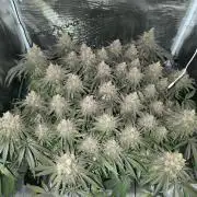 Purple Lemonade FF by FastBuds