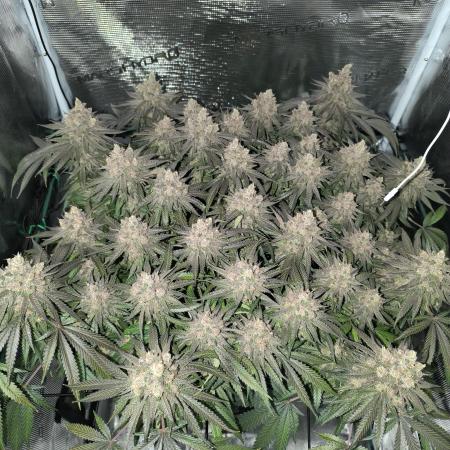Purple Lemonade FF by FastBuds