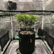 Purple Lemonade FF by FastBuds