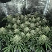 Purple Lemonade FF by FastBuds