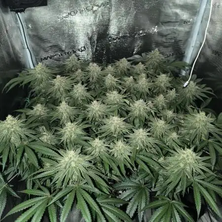 Purple Lemonade FF by FastBuds