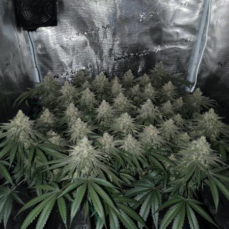 Purple Lemonade FF by FastBuds