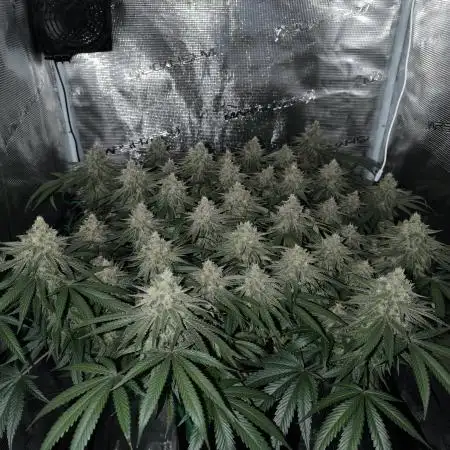 Purple Lemonade FF by FastBuds