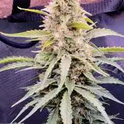 1st Grow