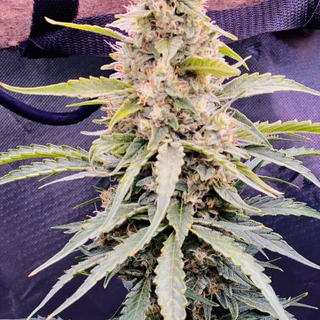 1st Grow