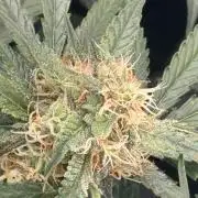 420-1