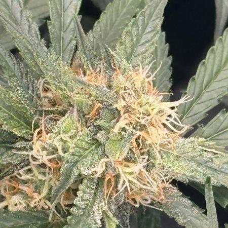420-1