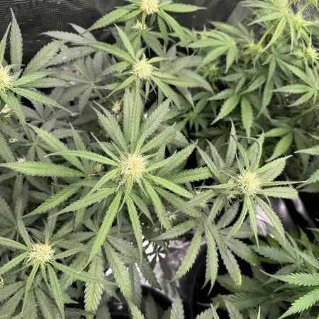 420-1