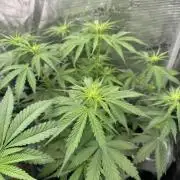420-1