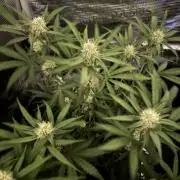 420-1
