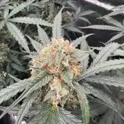 420-1