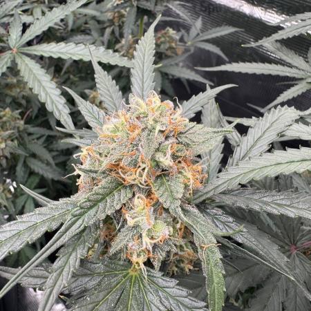 420-1