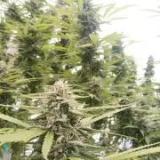 LA Kush Cake