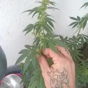 Pakistan Maiden ( Khalifa Genetics )