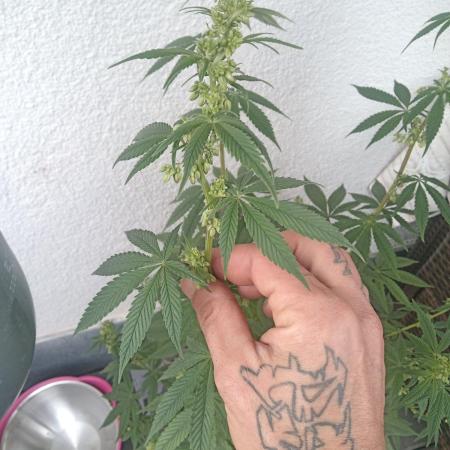 Pakistan Maiden ( Khalifa Genetics )